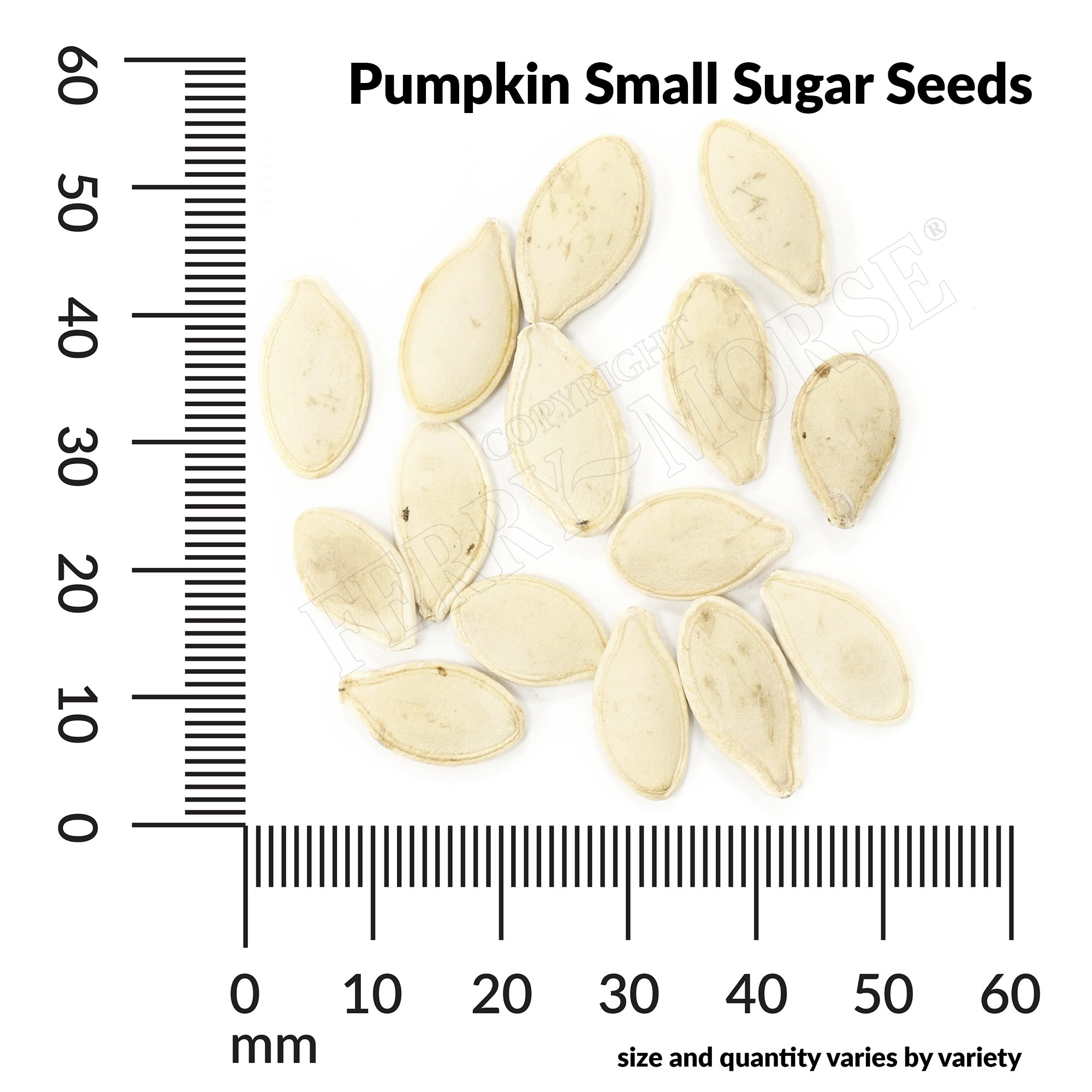 Pumpkin small sugar seed spill and measurement